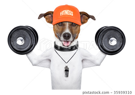 fitness dog 35939310