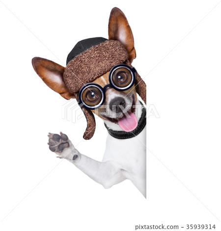 dumb crazy dog dumb crazy dog 35939314