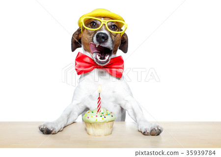 birthday dog cupcake birthday dog cupcake 35939784