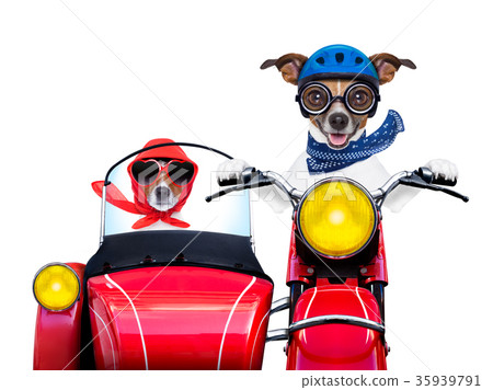 motorbike dogs 35939791
