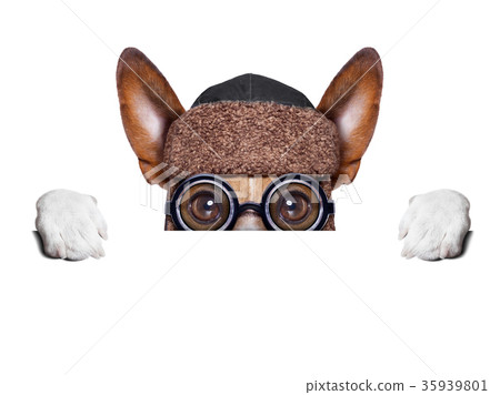 dumb crazy dog dumb crazy dog 35939801