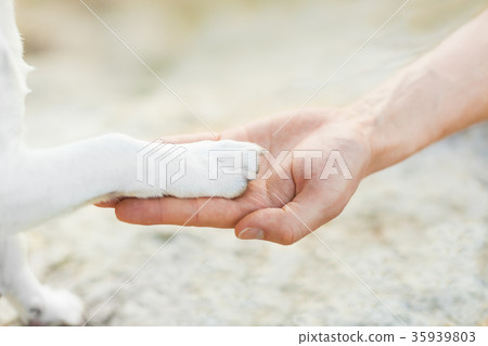 high five paw high five paw 35939803