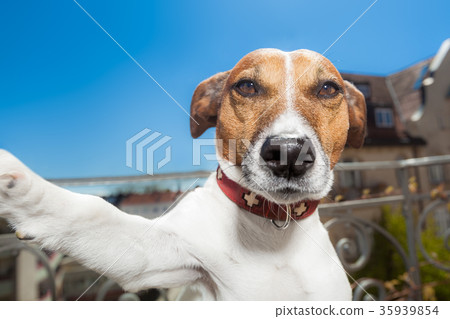 dog selfie 35939854