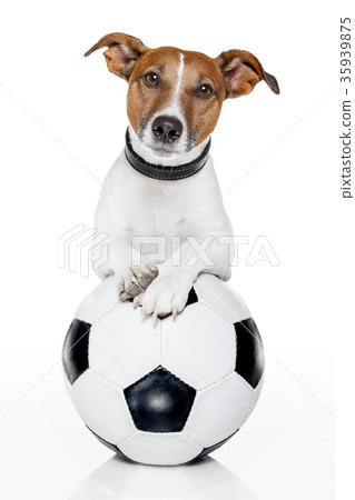 dog with a white soccer ball 35939875