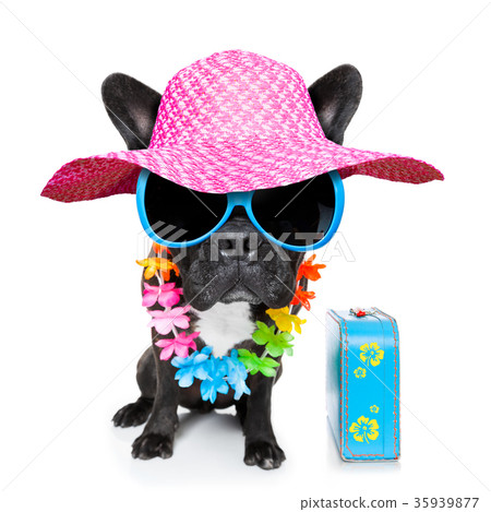 holiday summer dog 35939877