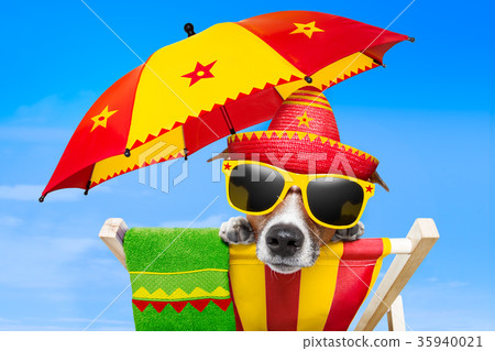 mexican dog mexican dog 35940021