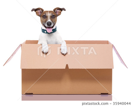 moving box dog 35940044