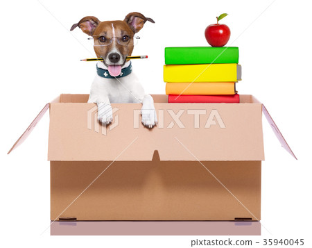 moving box dog 35940045