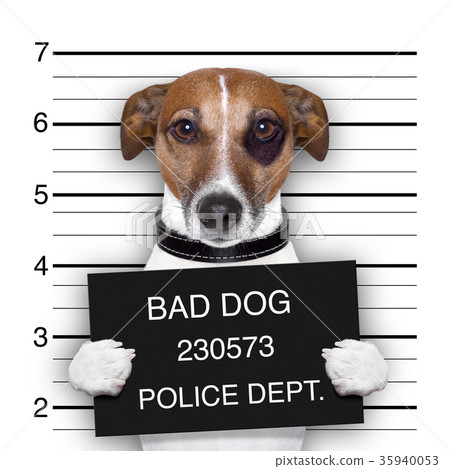 mugshot dog mugshot dog 35940053