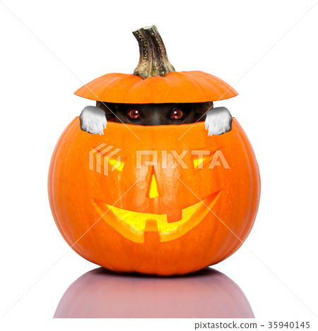 halloween dog 35940145