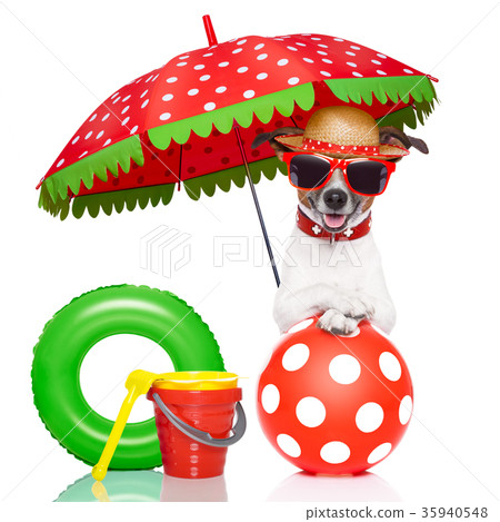 dog on vacation 35940548