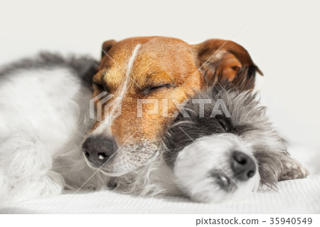 couple in love 35940549