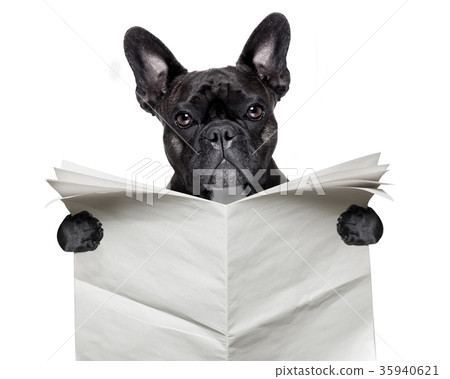 newspaper bulldog 35940621