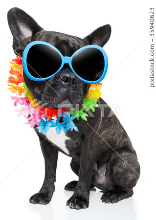 holiday summer dog holiday summer dog 35940623