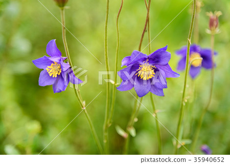 Aquilegia glandulosa flower. Altai Republic Russia Aquilegia glandulosa flower. Altai Republic Russia 35940652