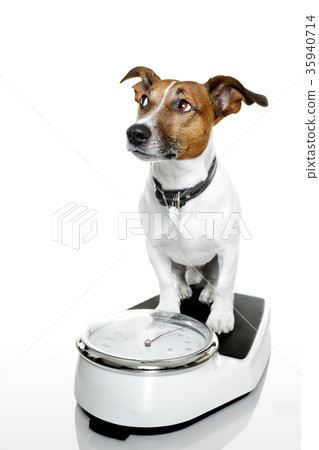 dog on scale 35940714