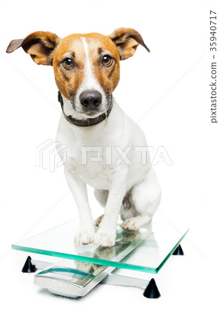 dog on scale 35940717