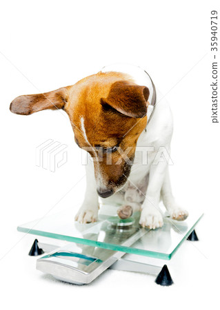 dog on scale dog on scale 35940719