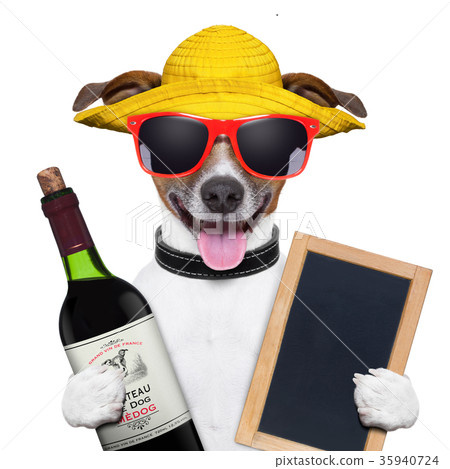 summer dog and wine bottle 35940724