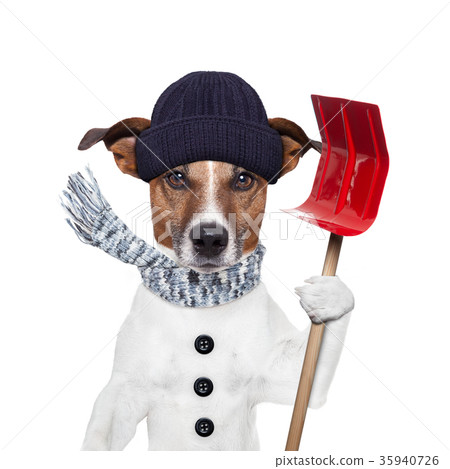 winter dog shovel snow winter dog shovel snow 35940726