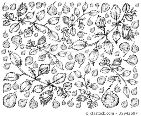 Hand Drawn of Pod of Chick Peas Background Hand Drawn of Pod of Chick Peas Background 35942697