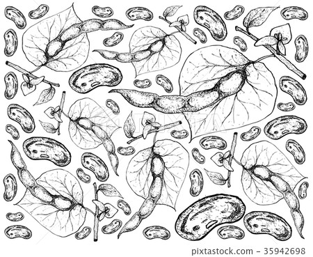 Hand Drawn of Common Bean Plants Background Hand Drawn of Common Bean Plants Background 35942698