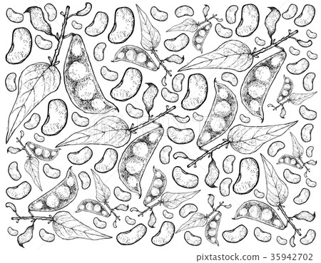 Hand Drawn of Fresh Lima Beans Background 35942702