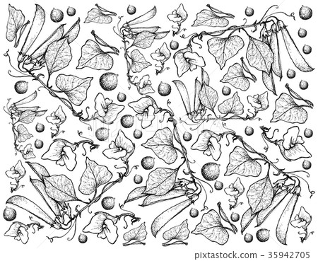 Hand Drawn Delicious Sweet Green Peas Background 35942705
