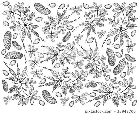 Hand Drawn of Fresh Peanuts Plants Background 35942706