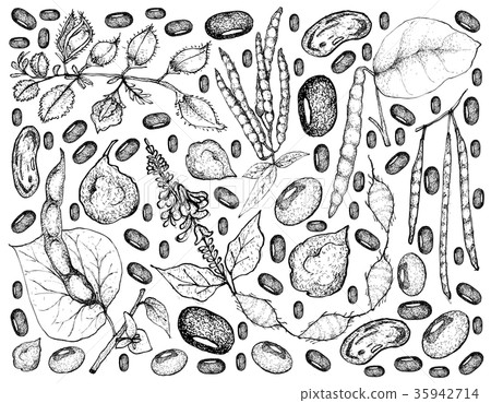 Podded Vegetables on A White Background Podded Vegetables on A White Background 35942714