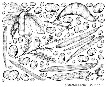 Podded Vegetables on A White Background Podded Vegetables on A White Background 35942715