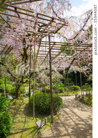 Heian Jingu Shrine Sakura in Minami Shrine, Sakyo Ward, Kyoto City, Kyoto Prefecture *April 2017 Heian Jingu Shrine Sakura in Minami Shrine, Sakyo Ward, Kyoto City, Kyoto Prefecture *April 2017 35944097