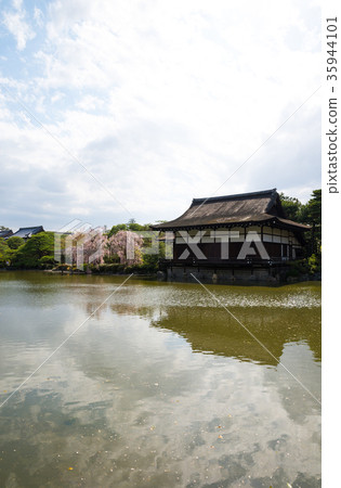 京都府京都市東神苑左京區的平安神宮櫻*拍攝於2017年4月 35944101