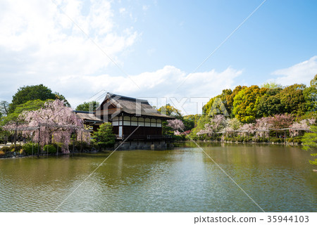Heian Jingu Shrine Sakura in Higashijinen Sakyo Ward, Kyoto City, Kyoto Prefecture *Photographed in April 2017 35944103