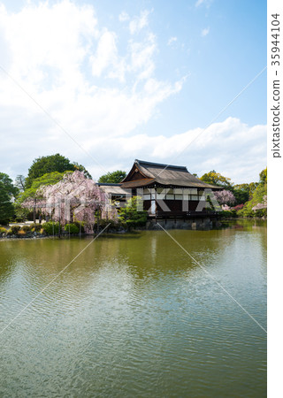 京都府京都市東神苑左京區的平安神宮櫻*拍攝於2017年4月 京都府京都市東神苑左京區的平安神宮櫻*拍攝於2017年4月 35944104
