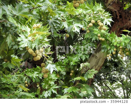 楓果/立川' 35944128