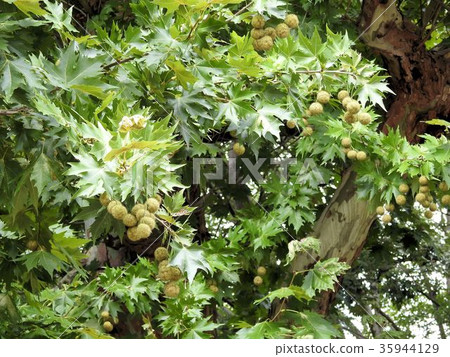 Maple fruit/Tachikawa' Maple fruit/Tachikawa' 35944129