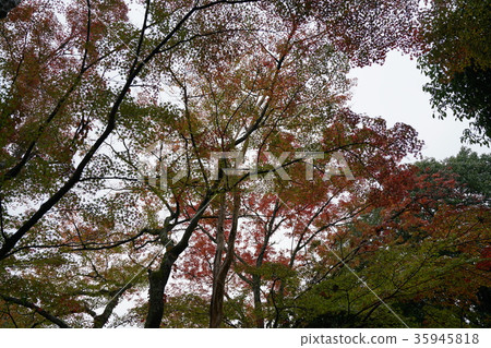 西條市Nishiyama Koryu-ji 西條市Nishiyama Koryu-ji 35945818
