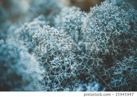 Reindeer lichen icelandic moss photographed in the Reindeer lichen icelandic moss photographed in the 35945947