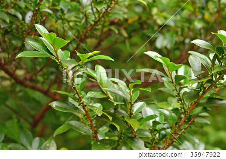 Tree: Hisaka camellia Tree: Hisaka camellia 35947922