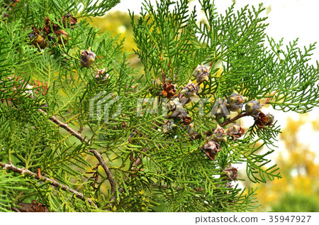 Tree: Konotega Shino cypress 35947927