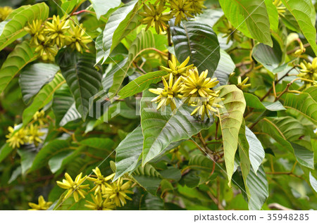 Tree: Karenboku nemuzu 35948285