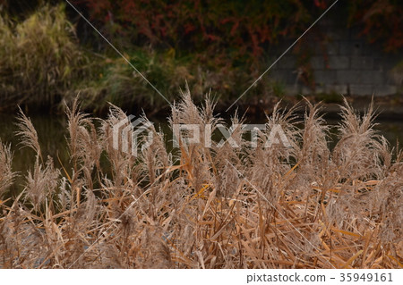 Hagiwara in the late fall Hagiwara in the late fall 35949161