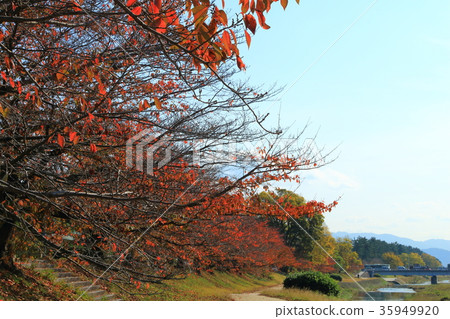 Autumn leaves of Kamogawa embankment 35949920
