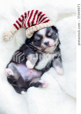 Newborn dog sleep. Newborn dog sleep. 35949971