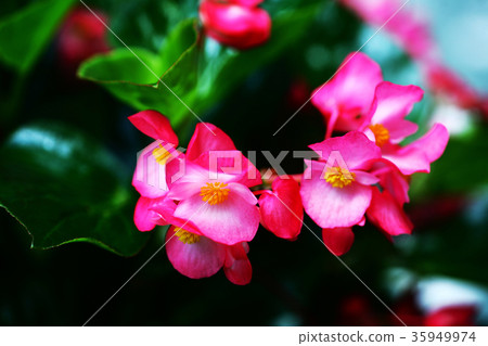 秋海棠紅色花 秋海棠紅色花 35949974