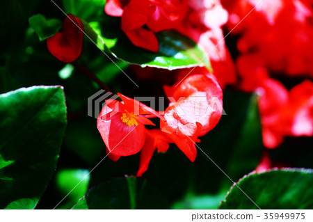 秋海棠紅色花 秋海棠紅色花 35949975