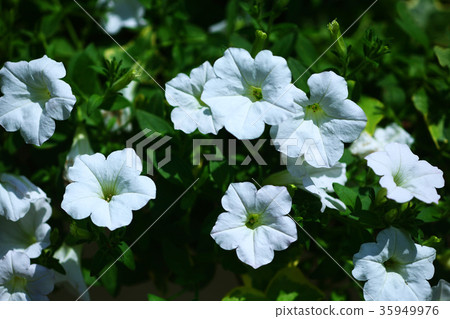 矮牽牛白花 矮牽牛白花 35949976
