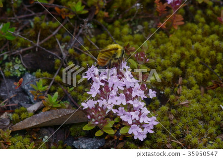 Male of Communist crab licking honey of Ibuki mushroom 35950547