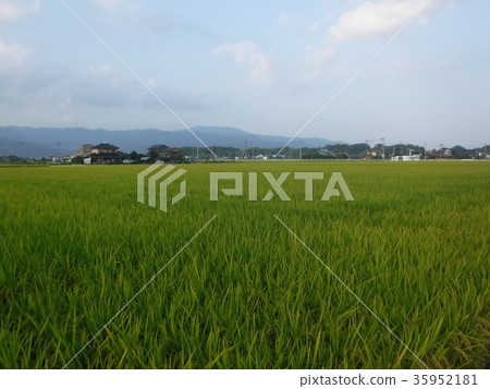 鄉村風光佐賀縣吉野裡 鄉村風光佐賀縣吉野裡 35952181